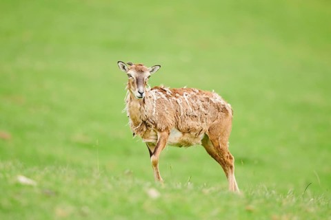 European mouflon (Ovis aries musimon) ewe standing on a meadow, tirol, Kitzbühel, Wildpark Aurach,