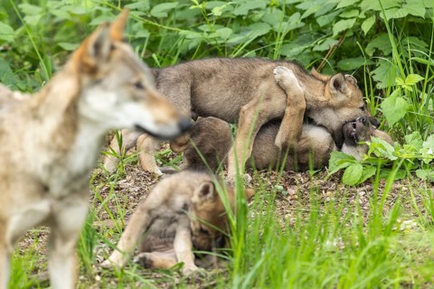 A wolf looks at its playing pups frolicking on the forest floor, European grey gray wolf (Canis