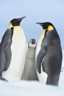 Emperor penguins (Aptenodytes forsteri), Pair with Chick, Snow Hill Island, Antartic Peninsula,
