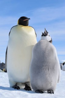 Emperor penguins, Aptenodytes forsteri, with a Chick, Snow Hill Island, Antartic Peninsula,