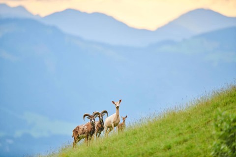 European fallow deer (Dama dama) hind and European mouflon (Ovis aries musimon) rams standing on a
