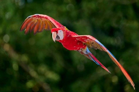 Scarlet Macaw (Ara macao) in flight, captive, Lower Saxony, Germany, Europe