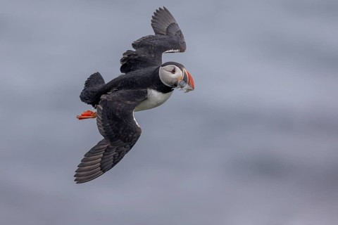 Puffin (Fratercula arctica), flying with fish in its beak, Grimsey Island, Iceland, Europe