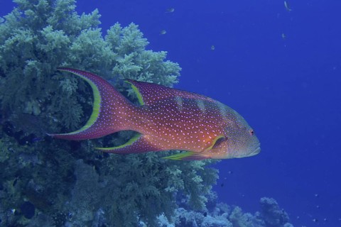 Yellow-edged lyretail (Variola louti), dive site Gordon Reef, Strait of Tiran, Sinai, Egypt, Red