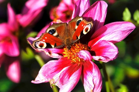 Peacock butterfly (Inachis io) on a dahlia, October, Saxony, Germany, Europe