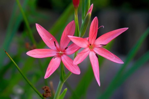 River lily (Hesperantha coccinea), flowering, blooming, at a pond, Elllerstadt, Germany, Europe