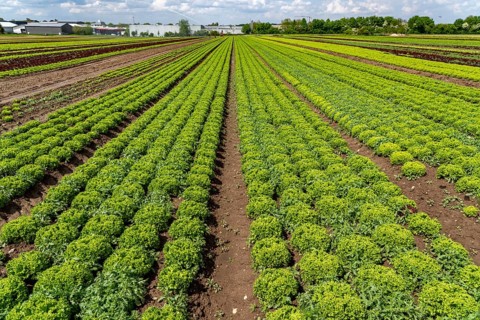 Agriculture, lettuce growing in a field, Lollo Bionda, in long rows of plants, North