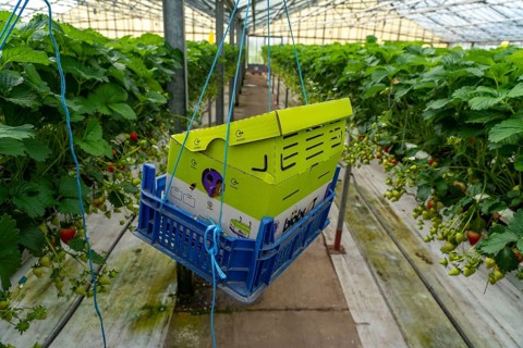 Hummmelkasten, with a bumblebee colony pollinating the plants, strawberry cultivation in the