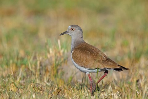 Black-winged Lapwing, (Vanellus melanopterus), Midmar Nature Reserve, Howick, KwaZulu-Natal, South