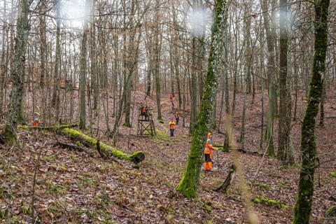 Driven hunt, party hunt in Schönbuch near Böblingen. Drivers in protective clothing drive the game
