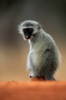 Vervet Monkey (Chlorocebus pygerythrus), adult, at the water, sitting, alert, Kruger National Park,