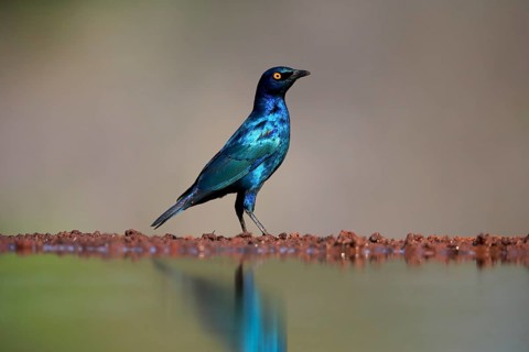 Red-shouldered Glossy Starling (Lamprotornis nitens), adult, at the water, alert, Kruger National