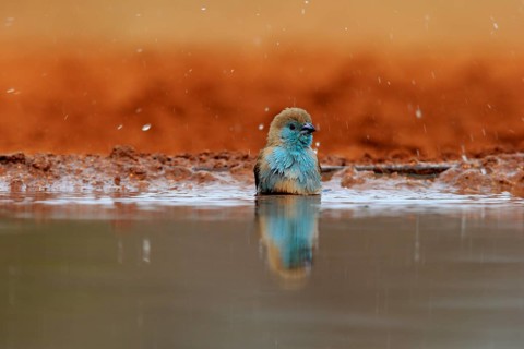 Angolan butterfly finch (Uraeginthus angolensis), blue-eared butterfly finch, adult, at the water,