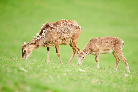 European mouflon (Ovis aries musimon) ewe with her youngster standing on a meadow, tirol,