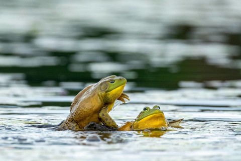 Bull frogs Lithobates catesbeianus. Male bull frog jumping on another male for a territorial fight