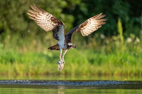 Western osprey (Pandion haliaetus) hunting, Aviemore, Scotland, Great Britain