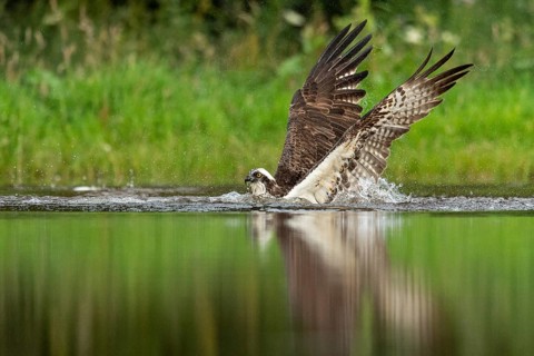 Western osprey (Pandion haliaetus) hunting, Aviemore, Scotland, Great Britain