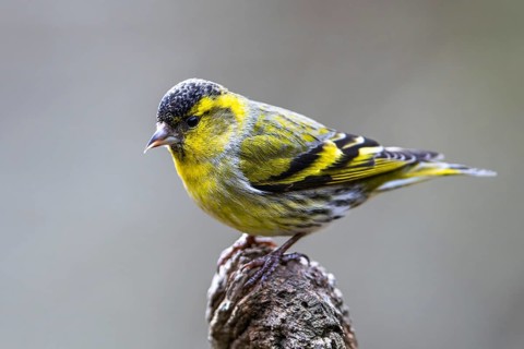 Female of Eurasian Siskin, Spinus spinus, bird in forest at winter sun