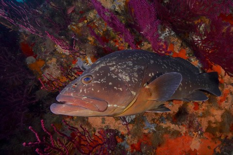 Dusky grouper (Epinephelus marginatus) (Mycteroperca marginatus) and violescent sea-whip