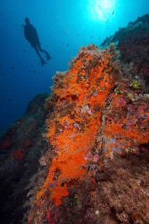 Yellow cluster anemone (Parazoanthus axinellae) and orange upholstery sponge (Reniera fulva) in the