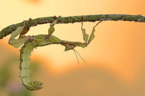 Giant prickly stick insect (Extatosoma tiaratum), female, captive, occurrence in Australia