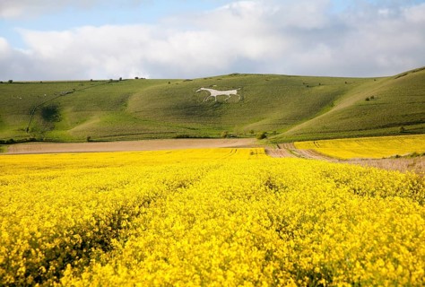 White horse figure carved in chalk scarp slope at Alton Barnes, Wiltshire, England, United Kingdom,