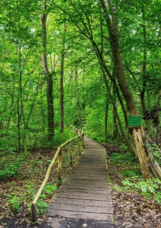 Landscape at Hellsee in Lanke, Bernau, Brandenburg, Germany, Europe