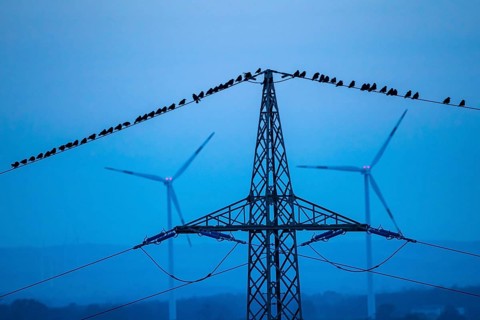 Many birds, rooks, sitting on a high-voltage power line after sunset, wind power plants, Hamm,