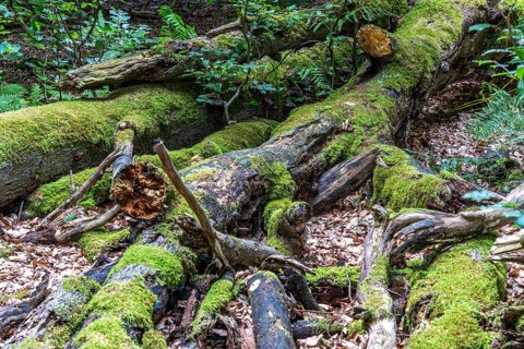 The Sababurg primeval forest, or primeval forest in the Reinhardswald, is a 95-hectare biotope