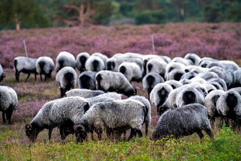 Heidschnucken sheep grazing in the Westruper Heide, in the Hohe Mark Westmünsterland nature park