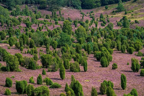 Flowering heath, heather and juniper bushes, in the Totengrund, near the village of Wilsede, in the