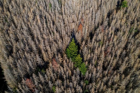 Sauerland, forest dieback, dead spruce trees, caused by the bark beetle, high temperatures, lack of