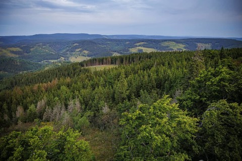 Symbolic photo on the subject of forest dieback. Bare areas mark the spots infested by the bark