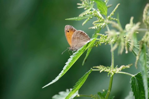 Dusky Meadow Brown (Hyponephele lycaon), butterfly, brown, leaf, The Dusky Meadow Brown moth rests