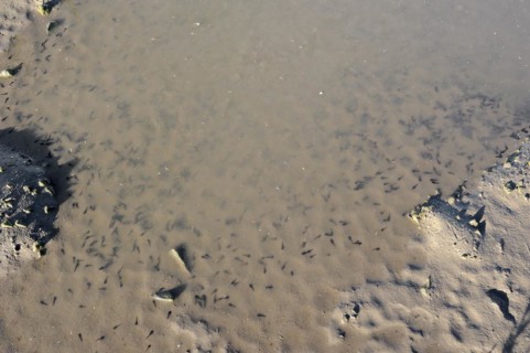 Natterjack toad (Epidalea calamita, Bufo calamita), tadpoles in a puddle, North Rhine-Westphalia,