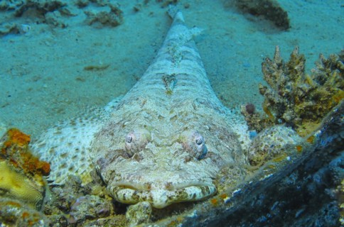 Crocodile fish (Papilloculiceps longiceps), underwater photo, dive site reef Bluff Point, Red Sea,