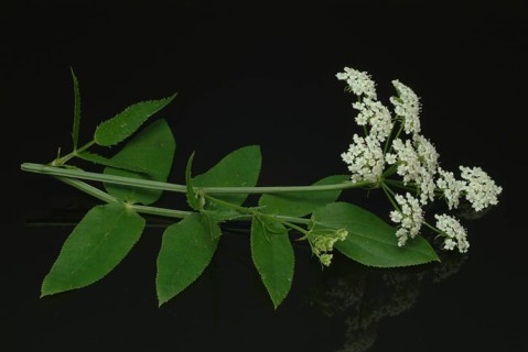 Vegetable, plant, food, agriculture, horticulture, flower of the sugar root, Sisum sisarum, Sium,