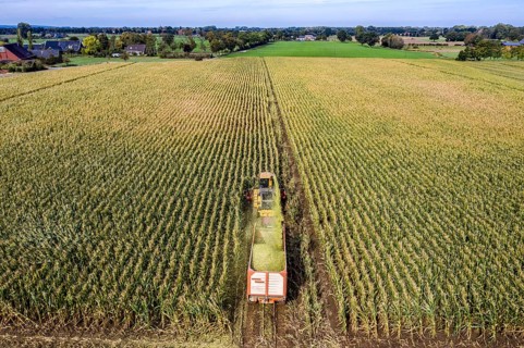 Maize harvest, combine harvester, chopper works its way through a maize field, the silage is pumped