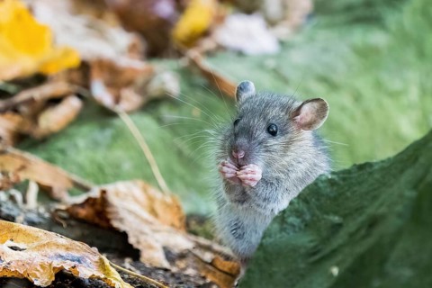 A juvenile Norway rat (Rattus norvegicus) standing attentively on two legs between autumn leaves
