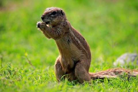 Cape ground squirrel (Xerus inauris), adult, alert, standing upright, feeding, Mountain Zebra