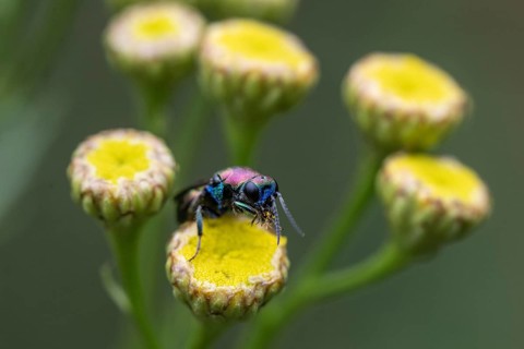 Golden wasp (Hedychrum rutilans), Emsland, Lower Saxony, Germany, Europe