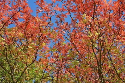 European rowan (Sorbus aucuparia), view into the treetops with autumn leaves, blue sky, North