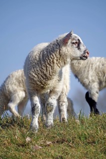Close-up of a standing lamb in a meadow with blue sky, Elbe dike, Hitzacker, Damnatz, Wendland,