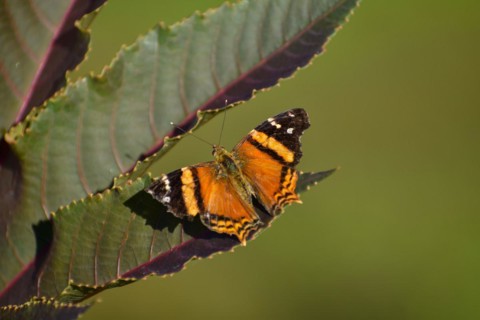 Butterfly of the species Hypanartia bella on leaves of Ricinus communis, seen in Buenos Aires,