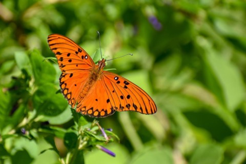 Butterfly of the species Agraulis vanillae, seen in Buenos Aires, Argentina, South America