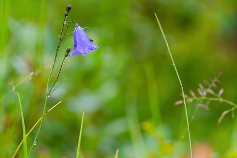 A fly sits on a harebell (Campanula rotundifolia) in the rain, close-up, nature photograph,
