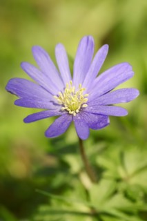Blue anemone (Anemone apennina), flower, garden plant, North Rhine-Westphalia, Germany, Europe