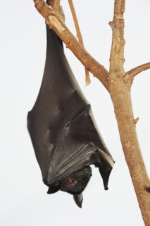 Kalong flying fox or large flying fox (Pteropus vampyrus), captive, occurring in Southeast Asia