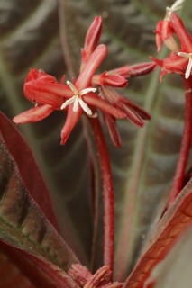Hoffmannia (Hoffmannia refulgens, Campylobotris pyrophylla), flowers, Rubiaceae, native to Central