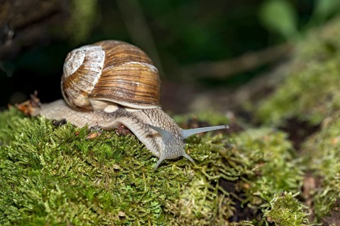 Burgundy snail (Helix pomatia) crawling over moss, Hesse, Germany, Europe